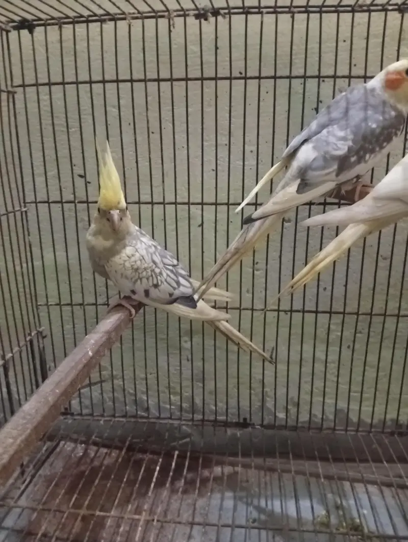 Cocktail 3breeder pair and cage for sale Read Add first — photo 4