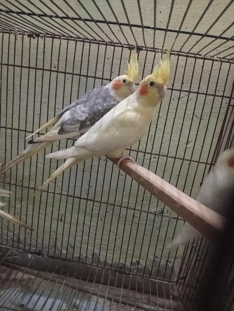 Cocktail 3breeder pair and cage for sale Read Add first — photo 5