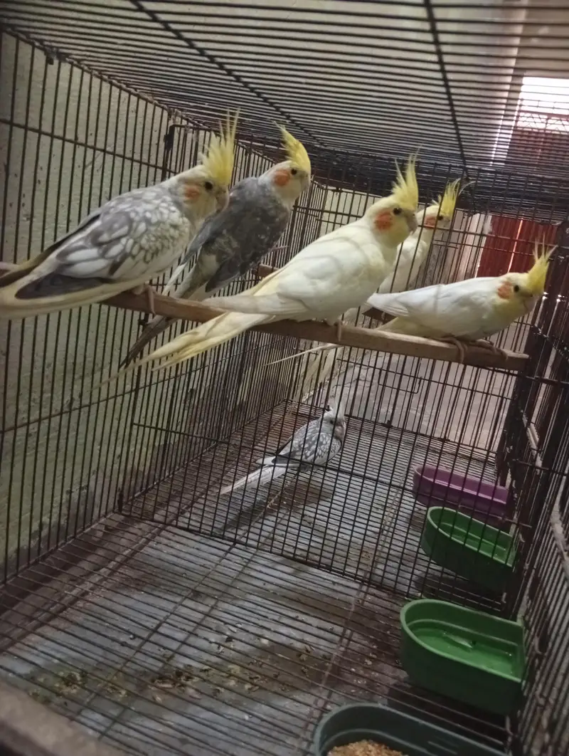 Cocktail 3breeder pair and cage for sale Read Add first — photo 6