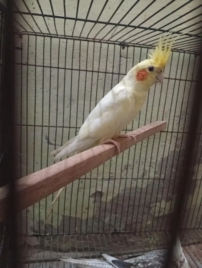 Cocktail 3breeder pair and cage for sale Read Add first — photo 7
