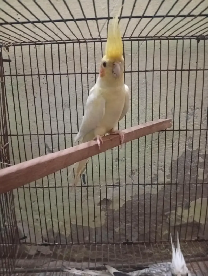 Cocktail 3breeder pair and cage for sale Read Add first — photo 9