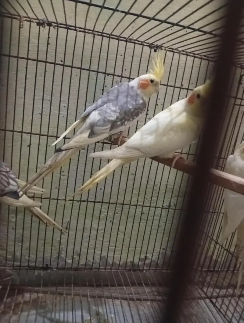 Cocktail 3breeder pair and cage for sale Read Add first — photo 10