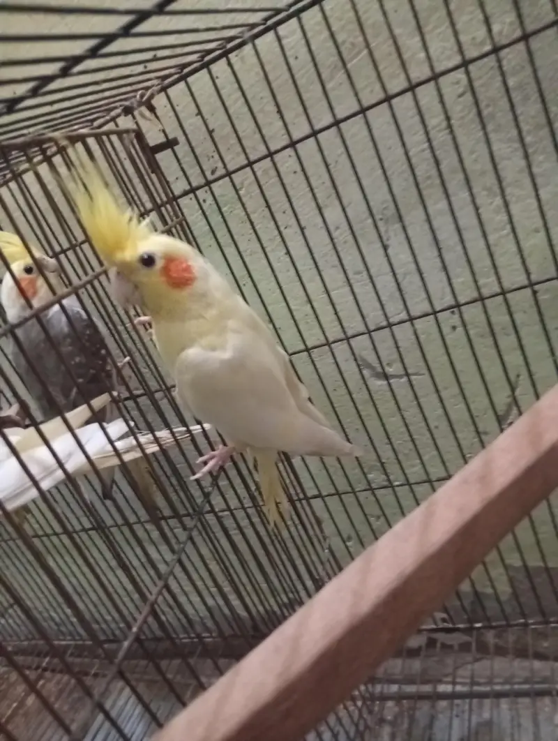 Cocktail 3breeder pair and cage for sale Read Add first — photo 11