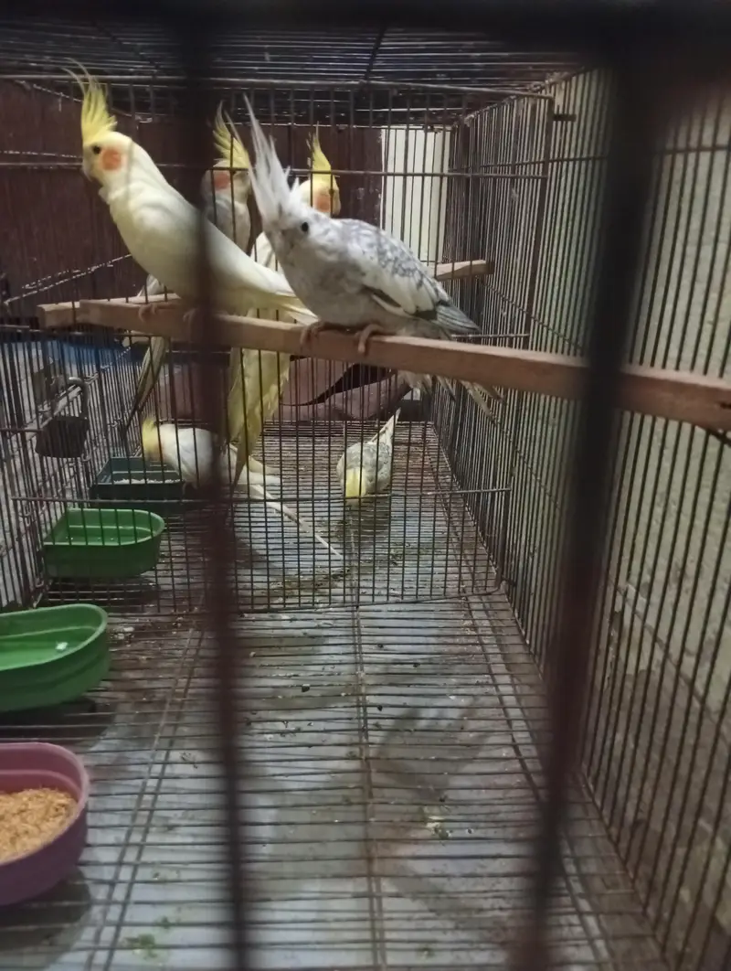 Cocktail 3breeder pair and cage for sale Read Add first — photo 12