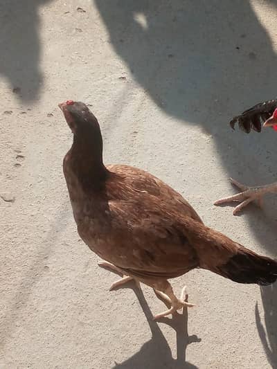 hens for sell
