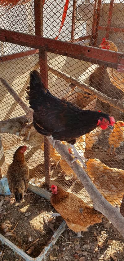 Desi Hen