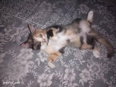 persian cat