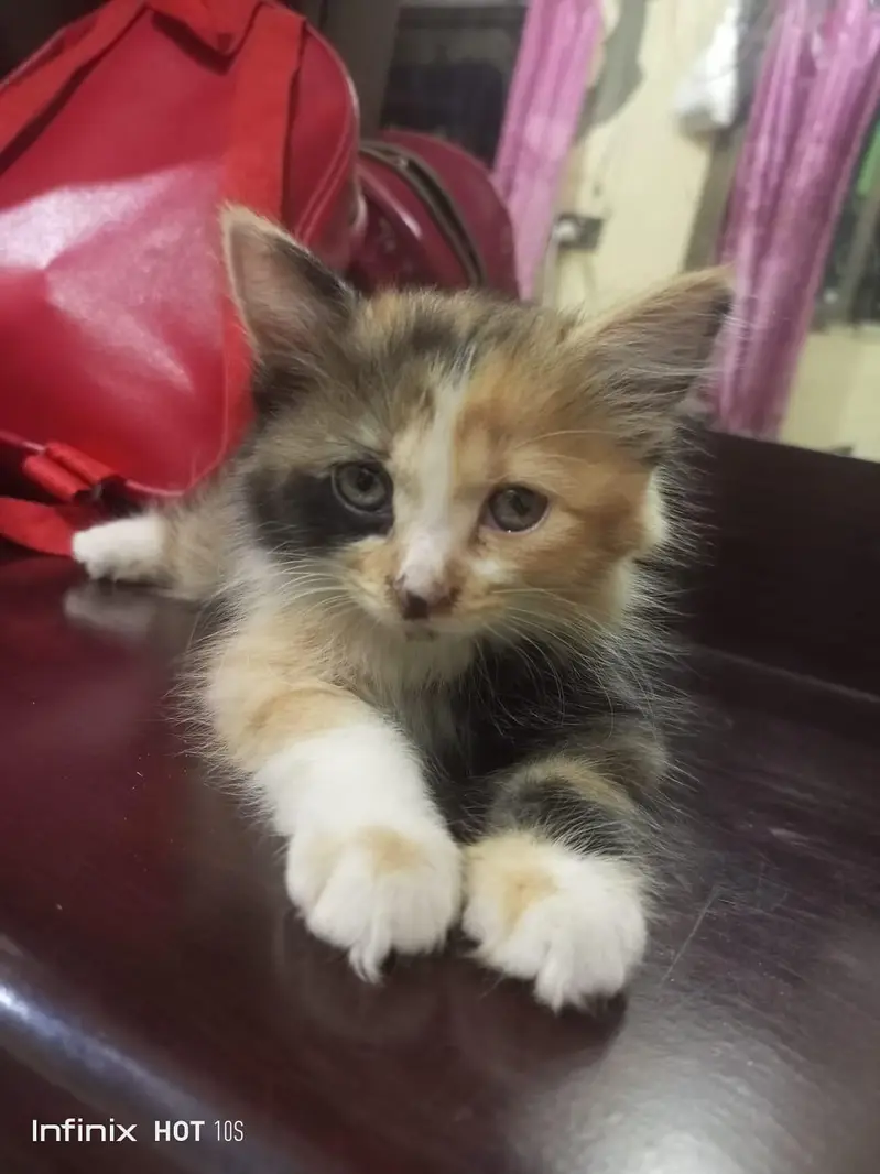 persian cat — photo 3