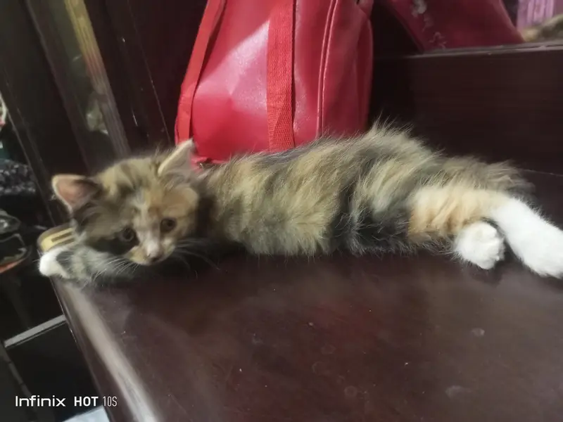 persian cat — photo 4