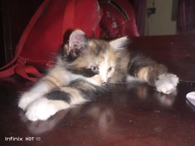 persian cat — photo 5