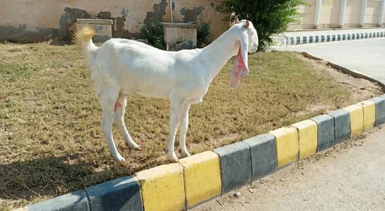 Gulabi bakri 1 month pregnant