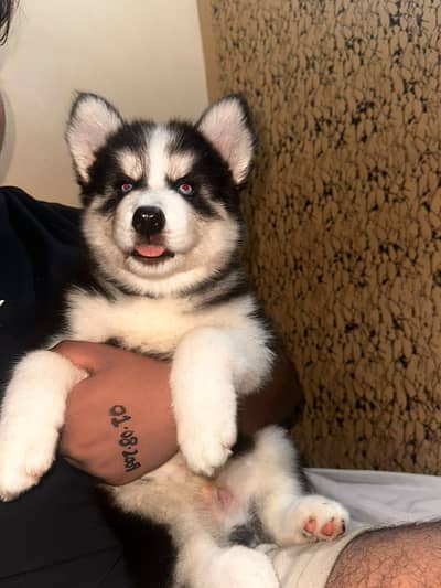  Husky Puppies for Sale 