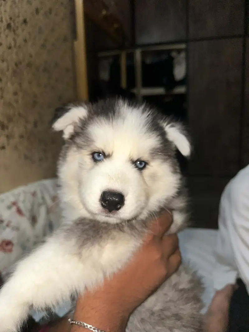  Husky Puppies for Sale  — photo 2