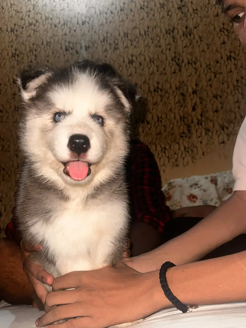  Husky Puppies for Sale  — photo 4