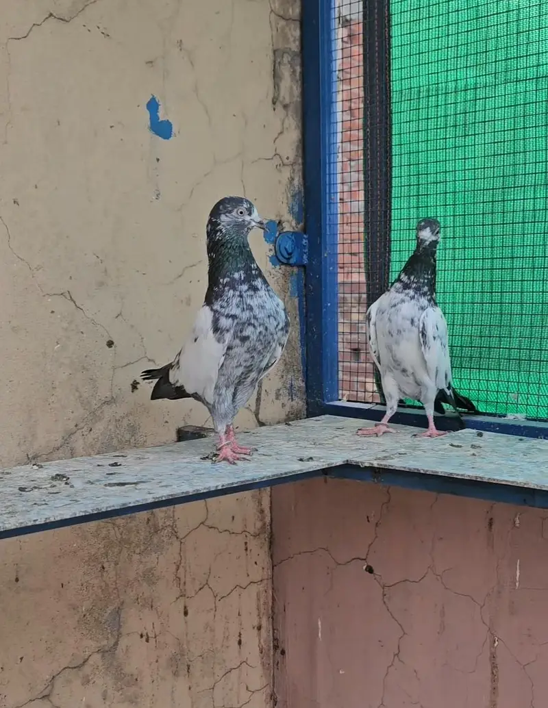 Outclass young Teddy Pair — photo 3