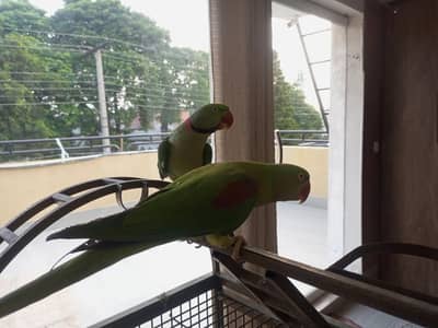 Raw parrots for sale with all accessories