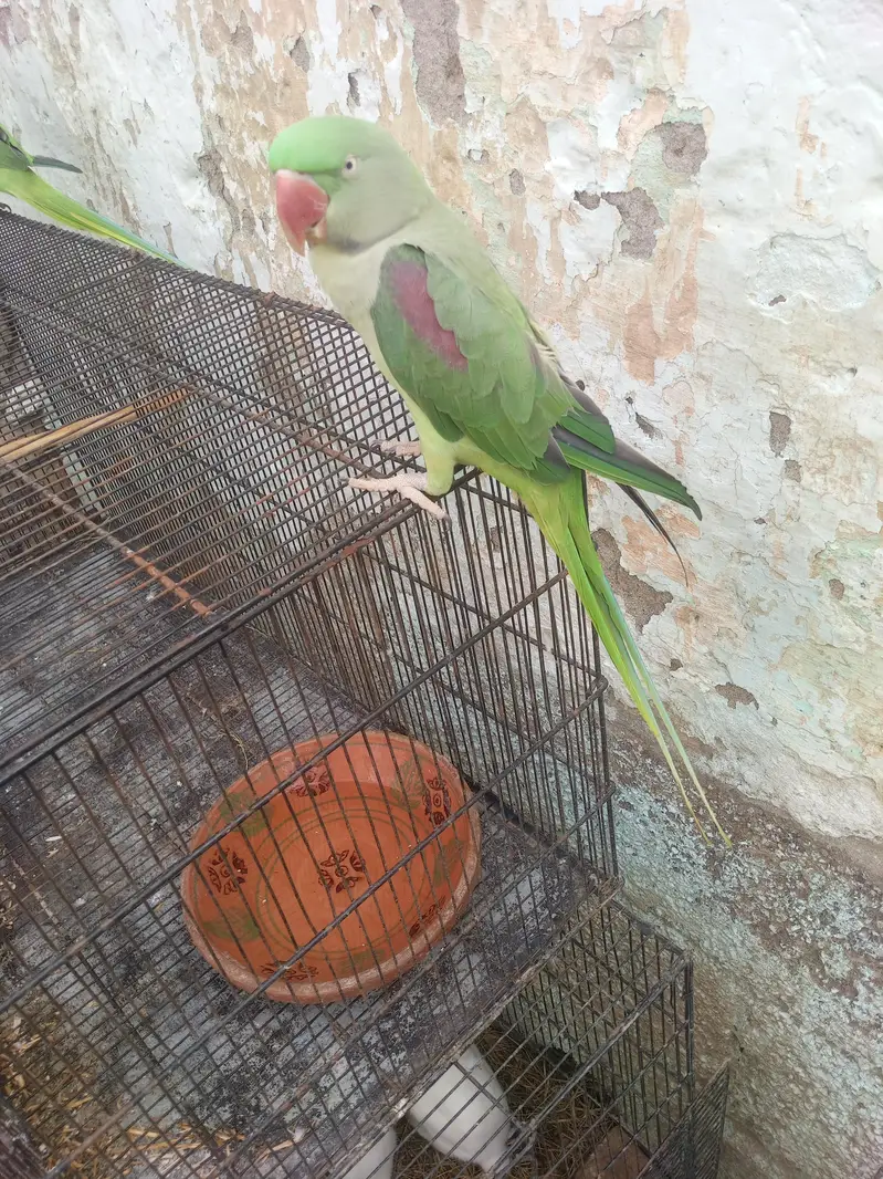 t Young Adult Pair for Sale - Very Health & Active — photo 2