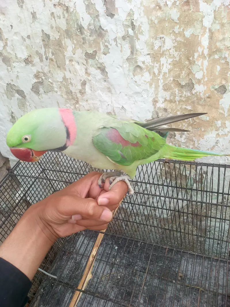 t Young Adult Pair for Sale - Very Health & Active — photo 3