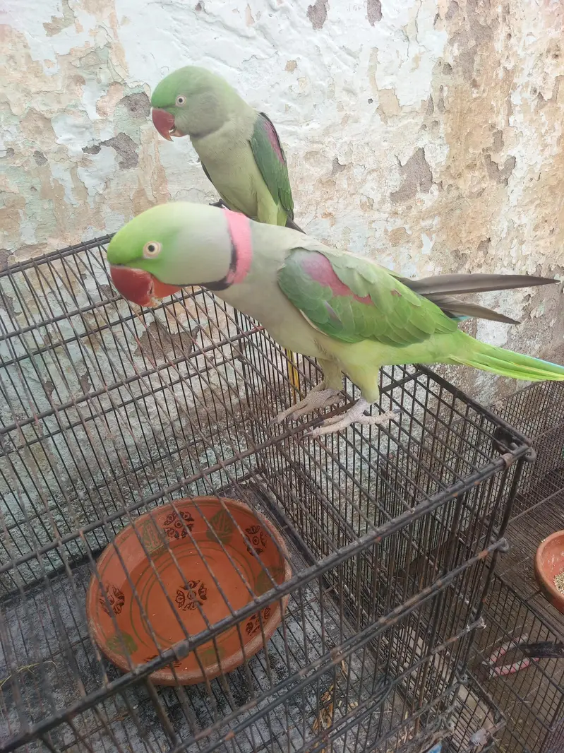 t Young Adult Pair for Sale - Very Health & Active — photo 4