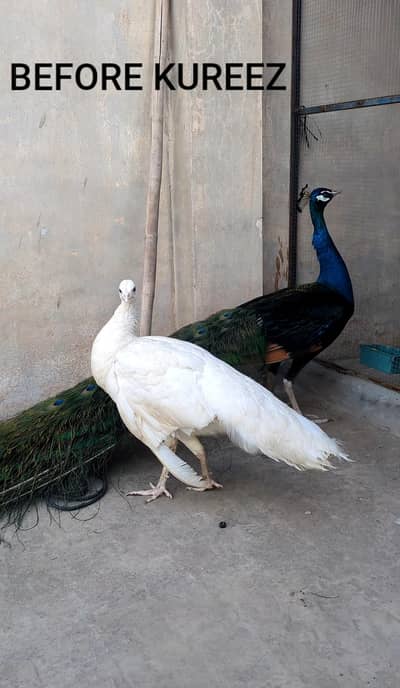Adult Breeder Peacock Pair