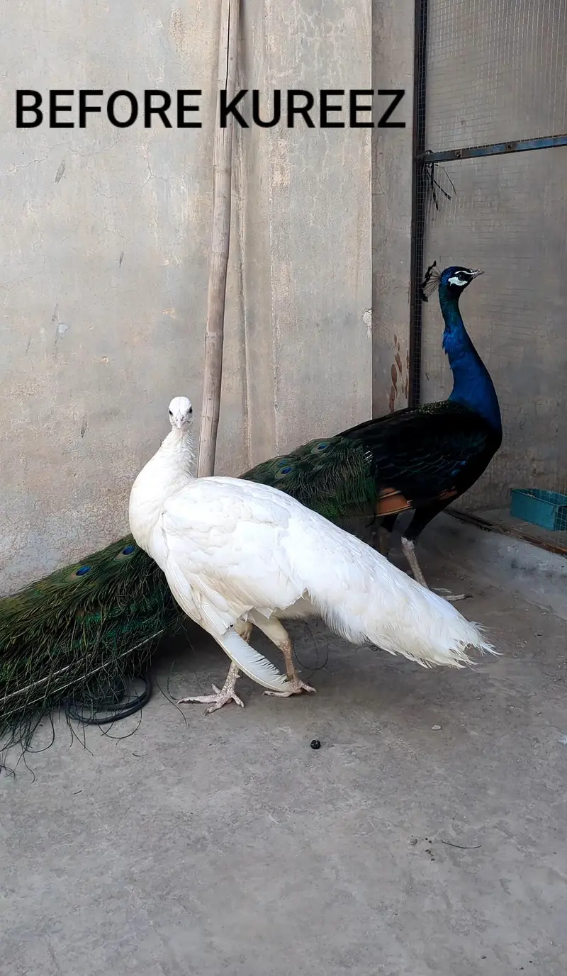 Adult Breeder Peacock Pair