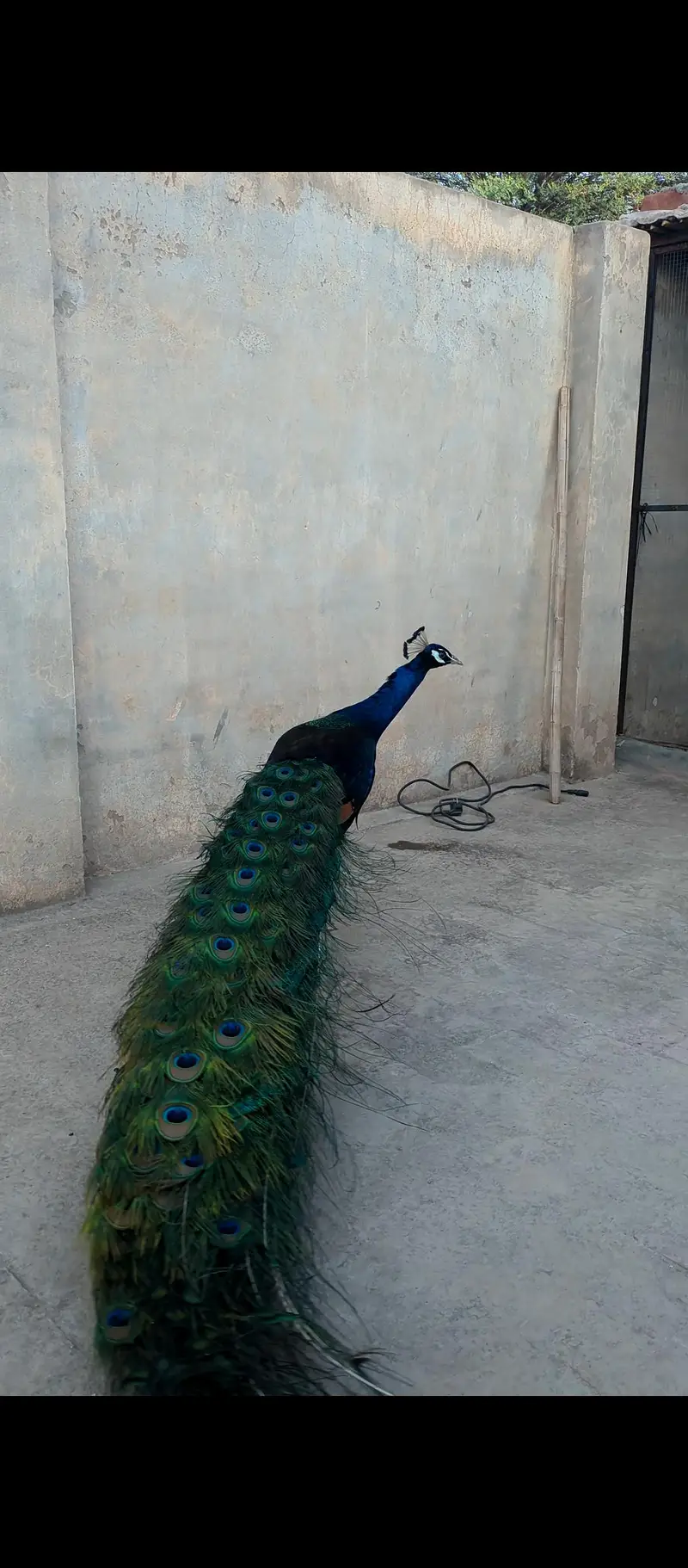 Adult Breeder Peacock Pair — photo 2