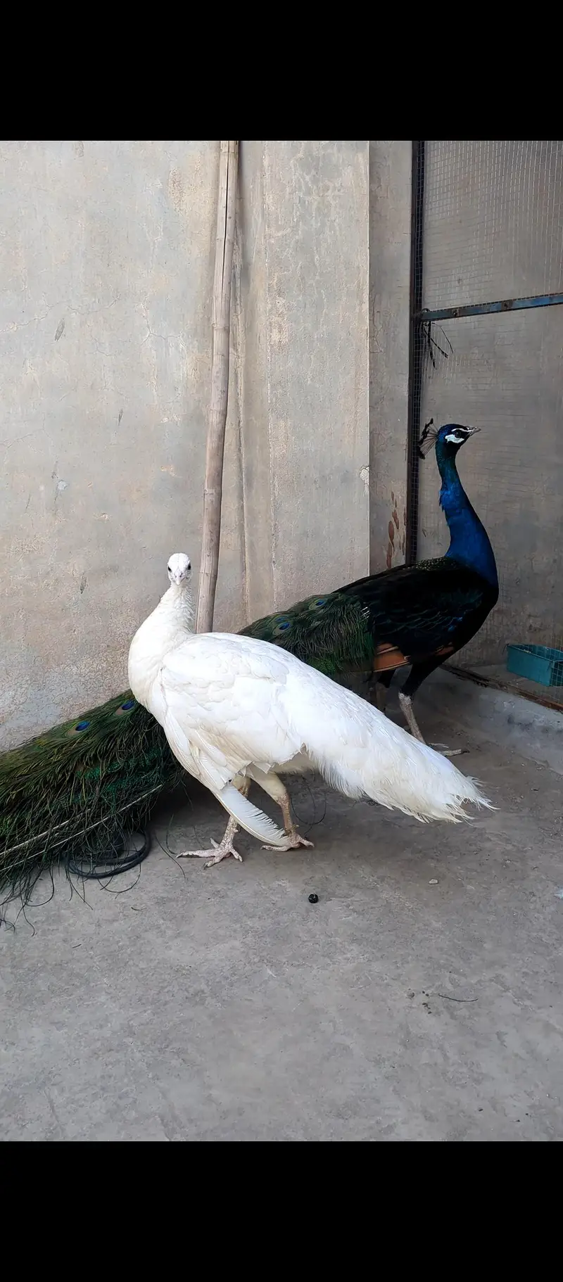 Adult Breeder Peacock Pair — photo 3