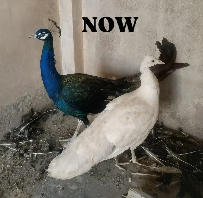 Adult Breeder Peacock Pair — photo 4