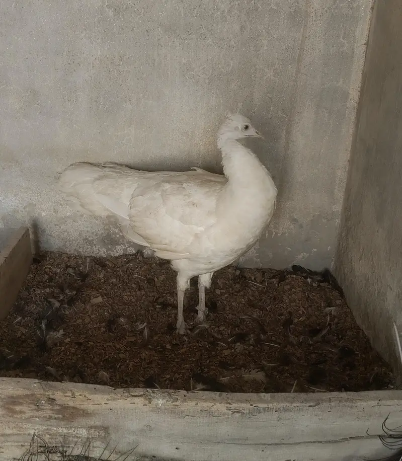 Adult Breeder Peacock Pair — photo 5