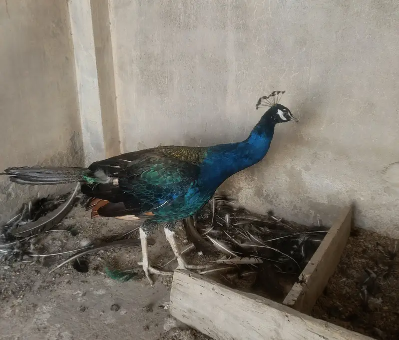 Adult Breeder Peacock Pair — photo 6