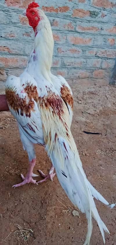 Pure Aseel Shamo Male For Sale | 2 Years | Active & Healthy