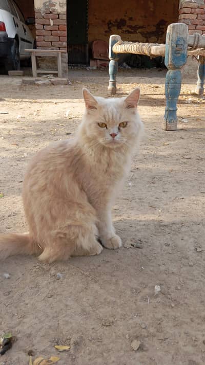 Persian cat Light brown shade