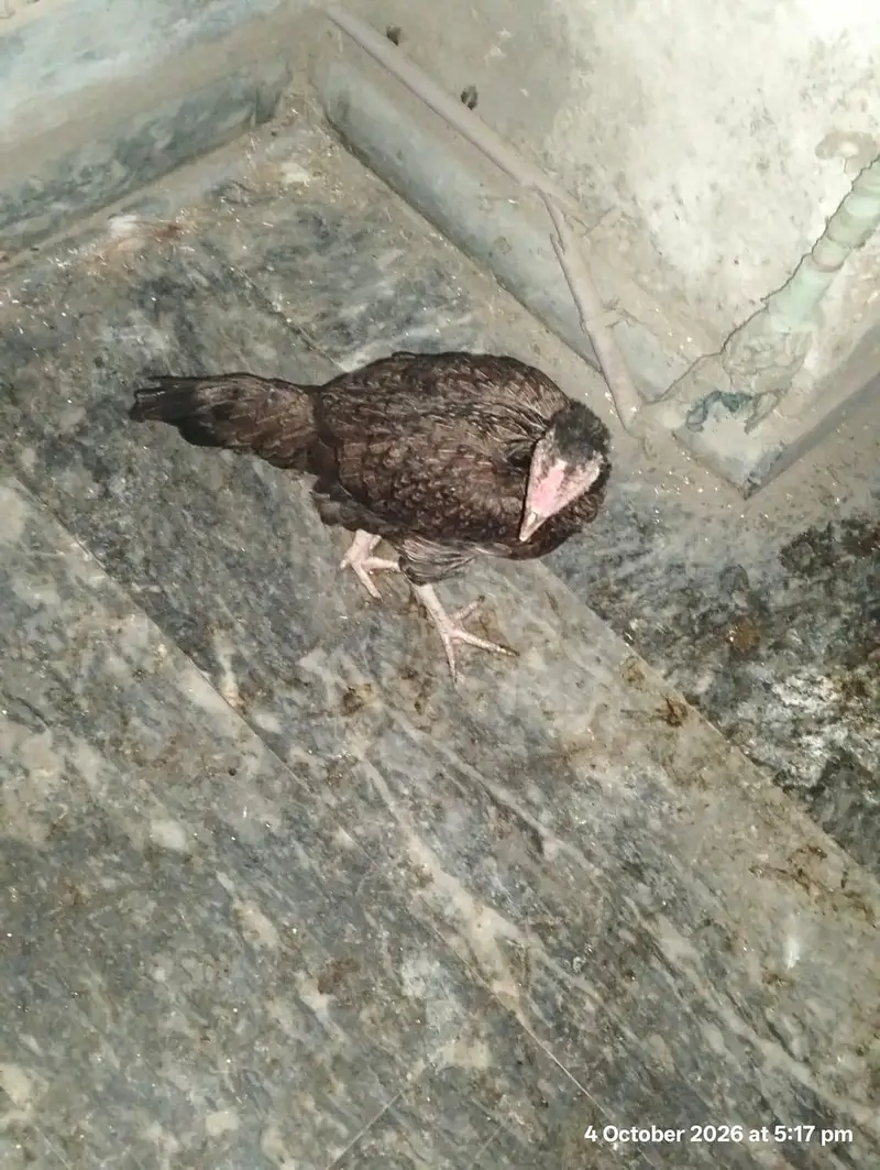 Aseel pathi — photo 3
