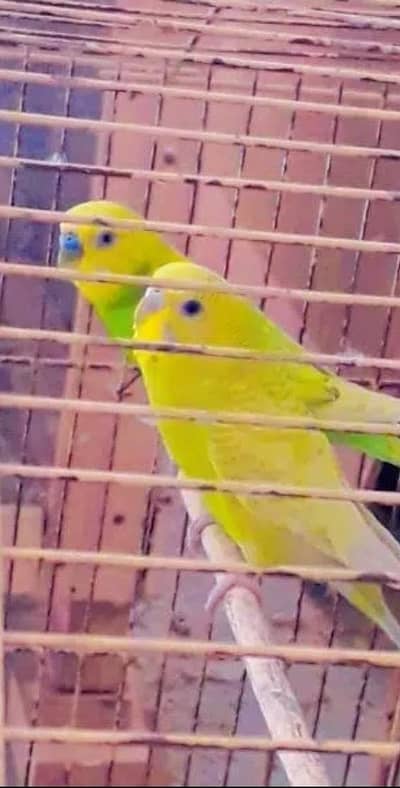 Australian breeder budgies pair