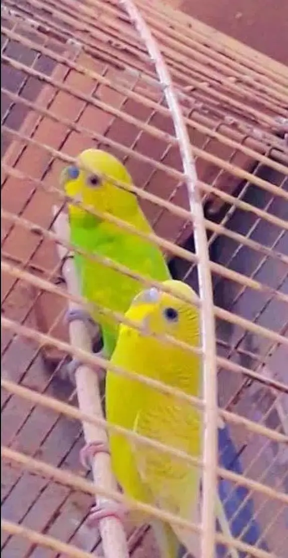 Australian breeder budgies pair — photo 2