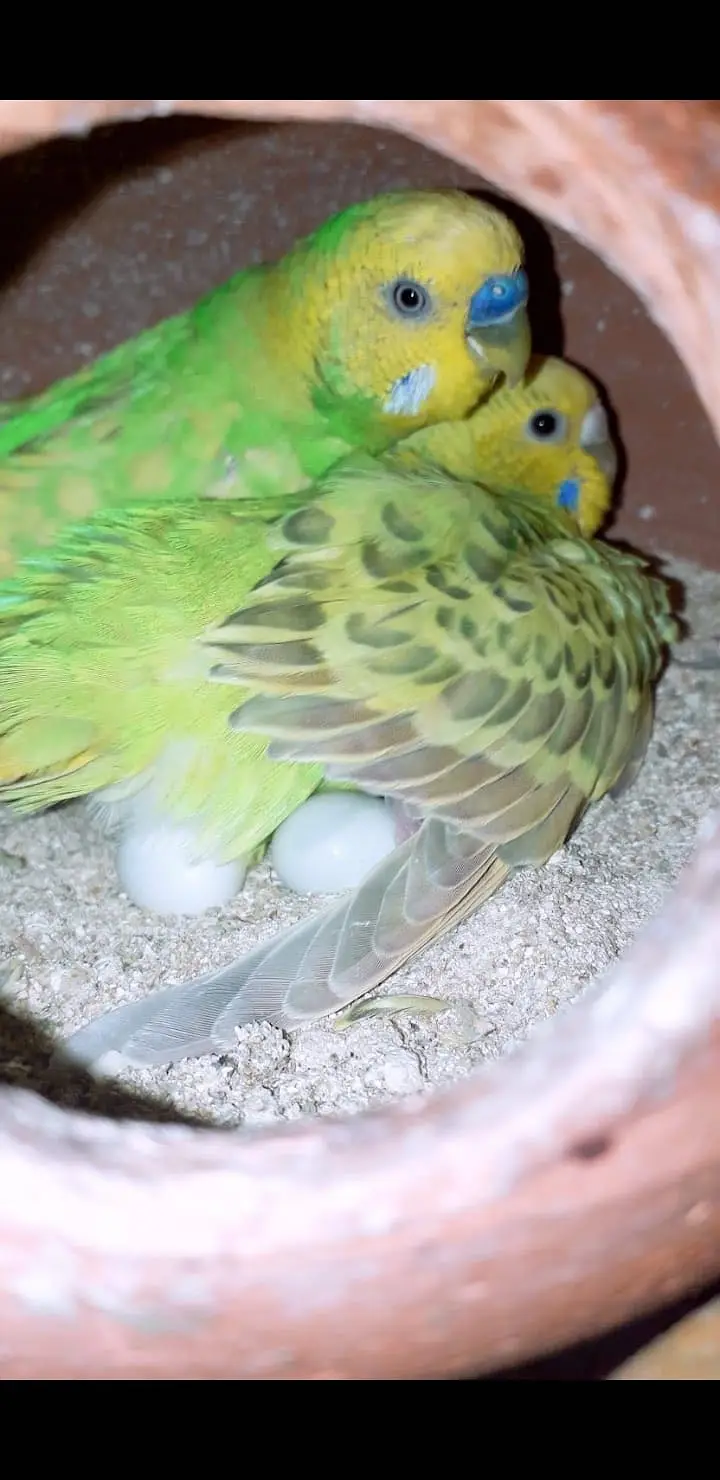 Australian breeder budgies pair — photo 3