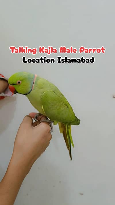 Green Ringneck Talking Kajla Male Parrot Face To Talking