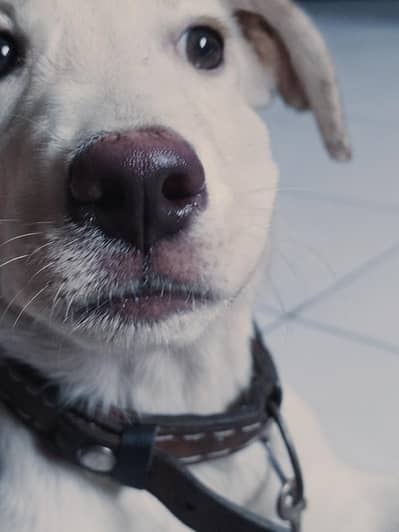 Labrador puppy