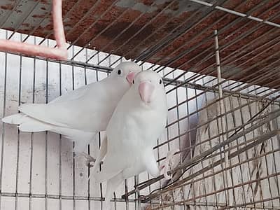Albino black eye and blue fishery