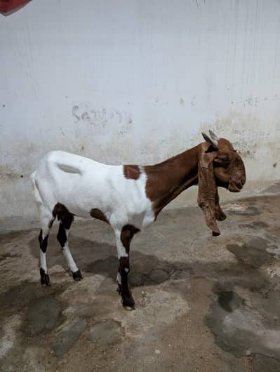 Pateri Bakri Urgent sale