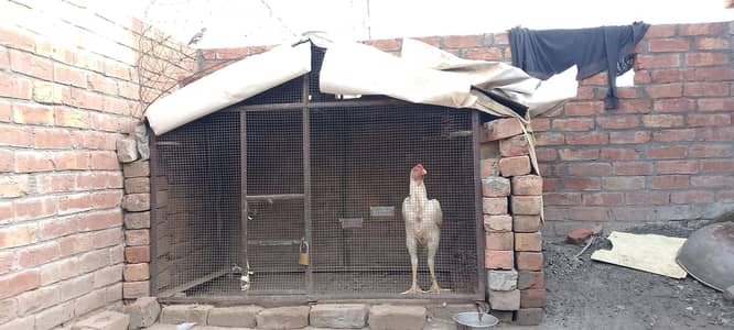 aseel cage iron for sale