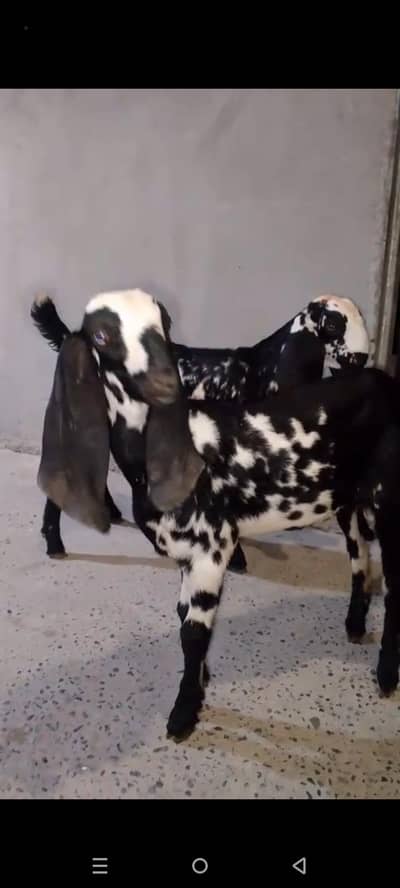 2 female bachy