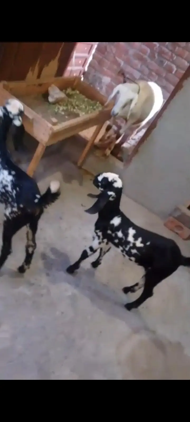 2 female bachy — photo 2