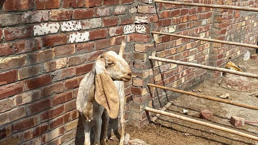 makhi chini bakri