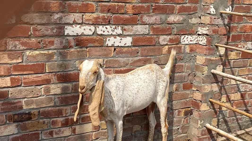 makhi chini bakri — photo 2