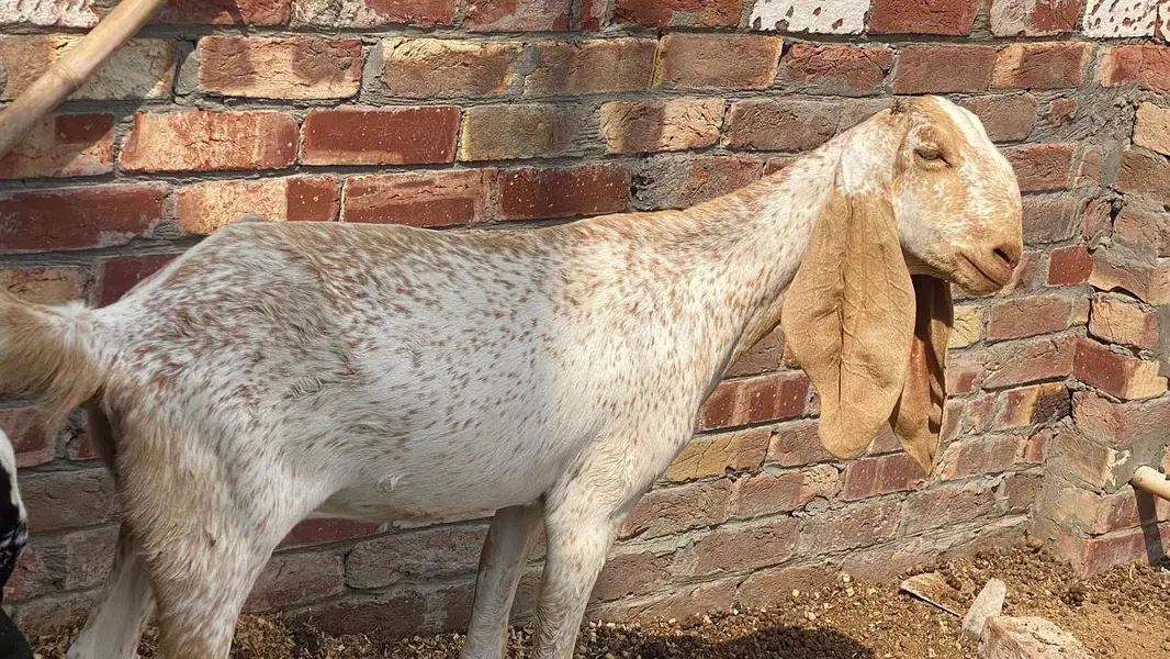 makhi chini bakri — photo 3