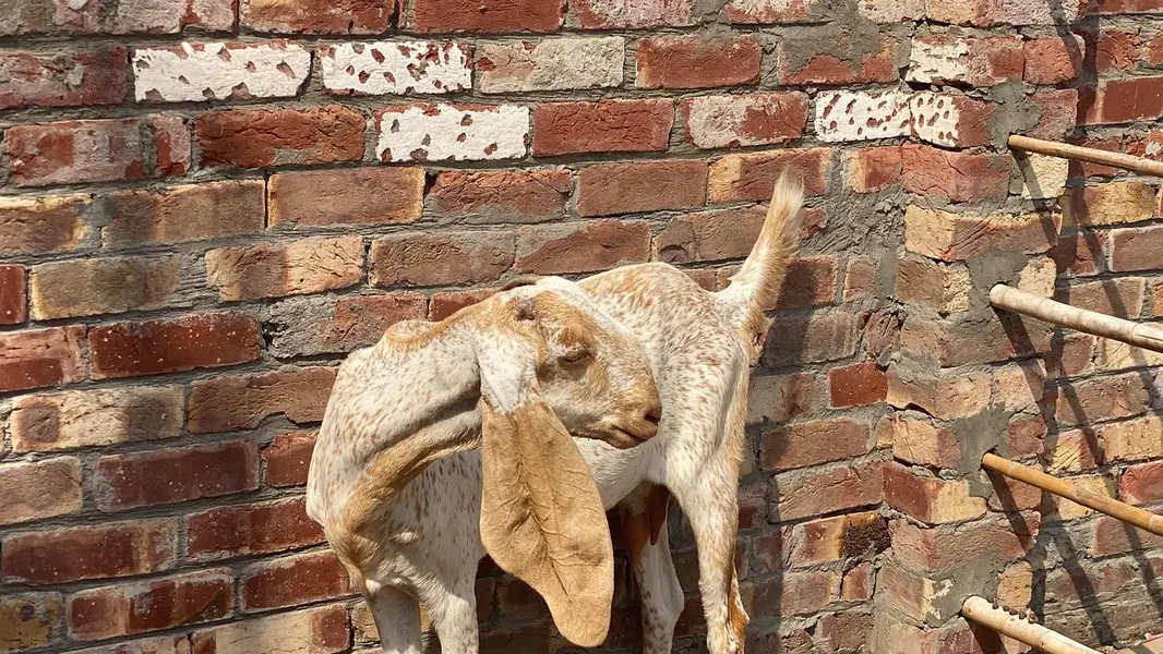 makhi chini bakri — photo 4