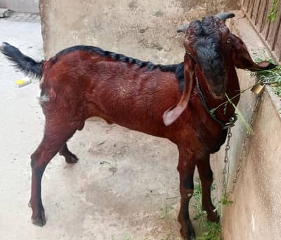Nagra Bakra 2 dant