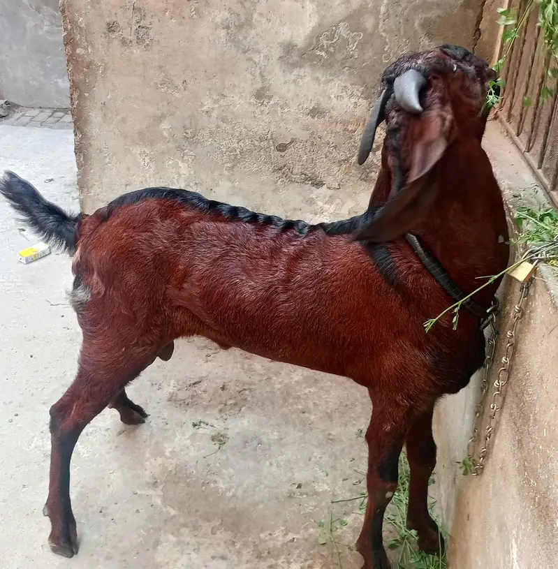 Nagra Bakra 2 dant — photo 2