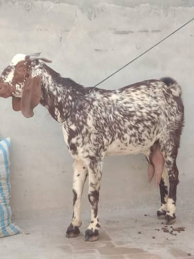 Makhi cheeni Pregnent Female